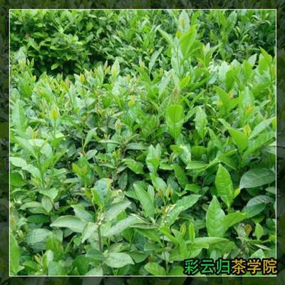 2016年中國茶葉價格表及代理銷售分析——以勐海縣勐宋石進雄茶廠與昌寧易佑茶廠為例