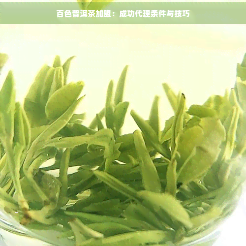 百色普洱茶加盟 成功代理條件與銷售技巧全解析